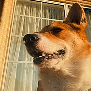 Belly is registered to the contest to win money with this photo: animal, canine, close_up, collar, curtains, daylight, dog, domestic_animal, ears, face, fur, happy, house, muzzle, outdoor, pet, portrait, smiling, sunlight, window