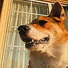 animal, canine, close_up, collar, curtains, daylight, dog, domestic_animal, ears, face, fur, happy, house, muzzle, outdoor, pet, portrait, smiling, sunlight, window