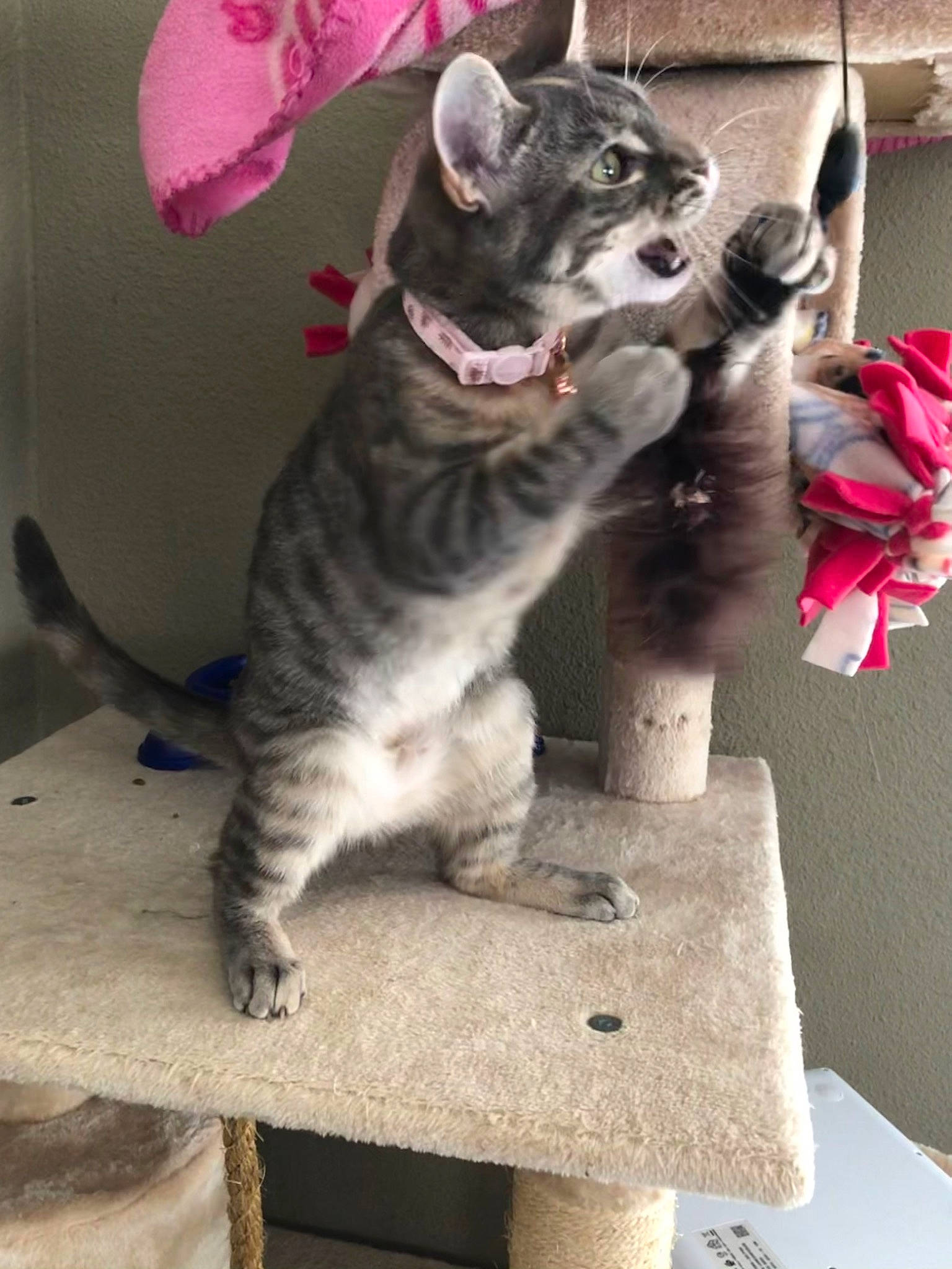 Potter is registered to the contest to win money with this photo: carmine, carnivore, cat, cat_toy, claw, collar, domestic_short_haired_cat, felidae, fur, grey, paw, sitting, small_to_medium_sized_cats, tail, whiskers