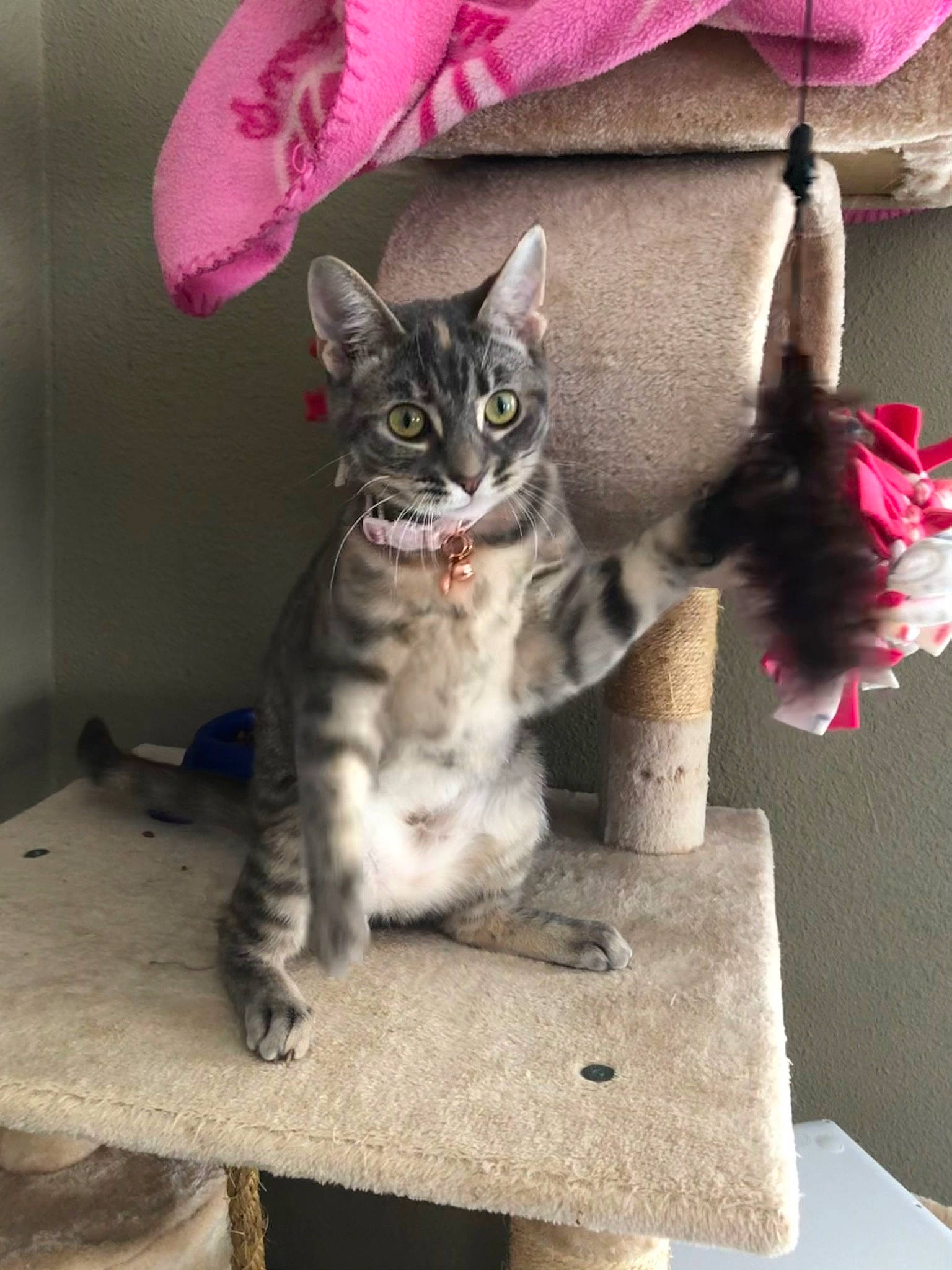 Potter is registered to the contest to win money with this photo: carnivore, cat, cat_supply, claw, domestic_short_haired_cat, felidae, fur, grey, paw, sitting, small_to_medium_sized_cats, snout, tail, whiskers