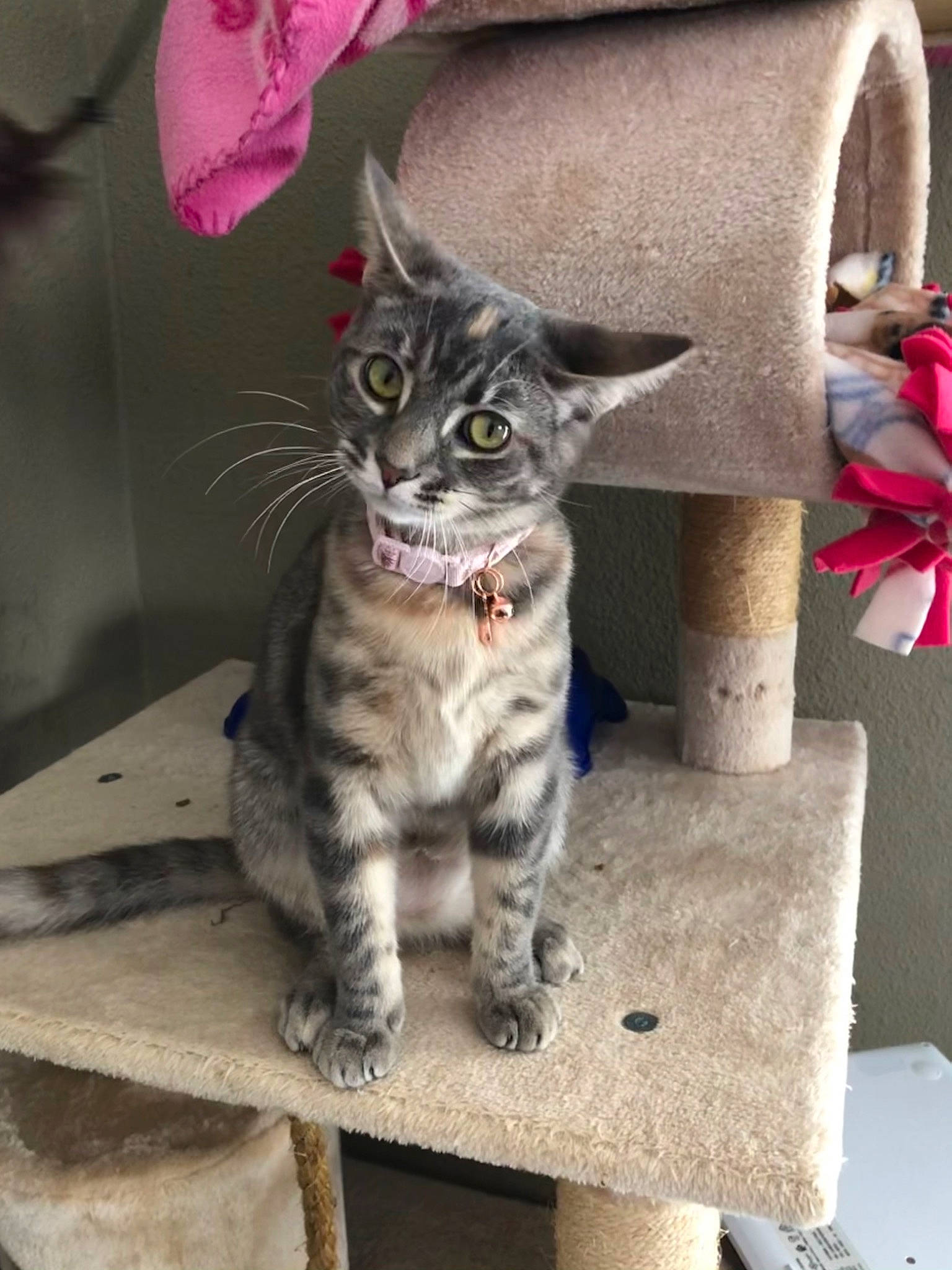 Potter is registered to the contest to win money with this photo: carmine, carnivore, cat, claw, curious, domestic_short_haired_cat, felidae, fur, grey, paw, plant, sitting, small_to_medium_sized_cats, snout, tail, terrestrial_animal, whiskers