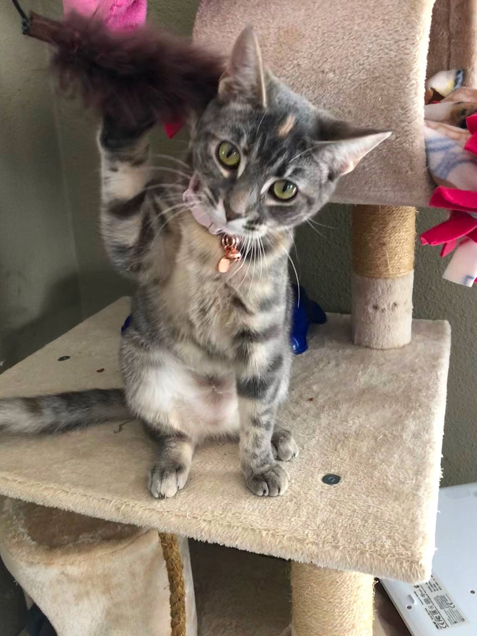 Potter joined the competition — help win amazing prizes! carnivore, cat, cat_supply, claw, domestic_short_haired_cat, felidae, fur, grey, paw, small_to_medium_sized_cats, snout, tail, whiskers