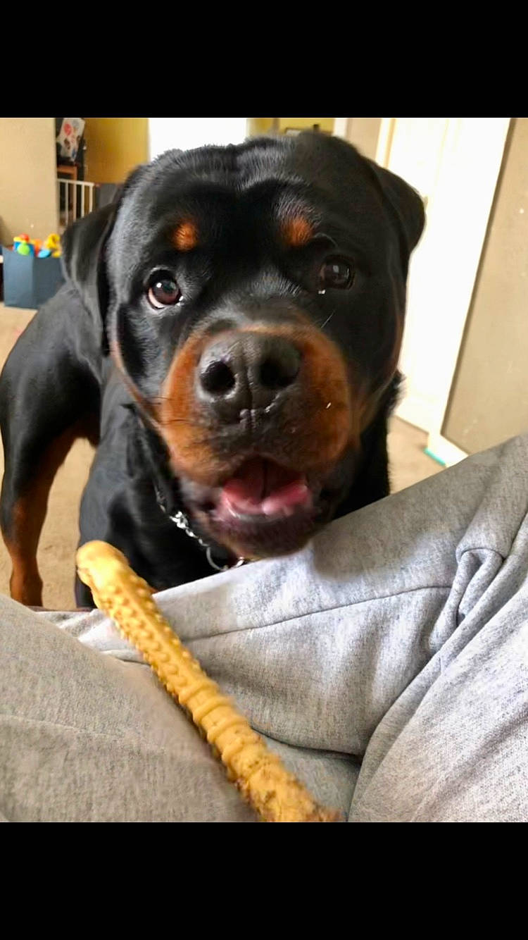 Mack joined the competition — help win amazing prizes! canidae, carnivore, comfort, companion_dog, dog, dog_breed, fur, guard_dog, hunting_dog, paw, puppy, recipe, rottweiler, sporting_group, terrestrial_animal, whiskers, working_animal, working_dog