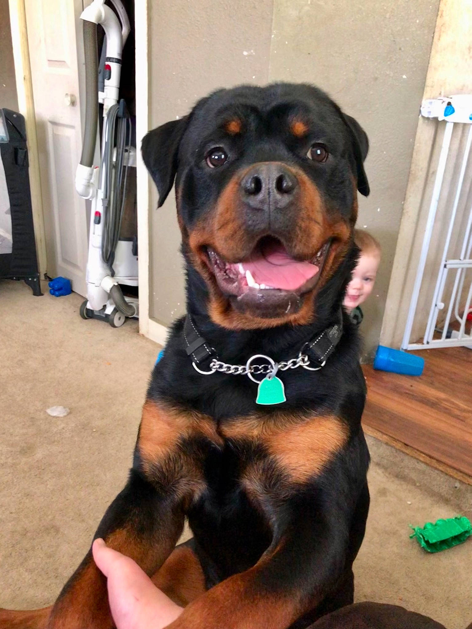 Mack is registered to the contest to win money with this photo: canidae, carnivore, collar, companion_dog, dog, dog_breed, dog_collar, door, fawn, flooring, fur, guard_dog, liver, rottweiler, snout, sporting_group, terrestrial_animal, whiskers, working_animal, working_dog