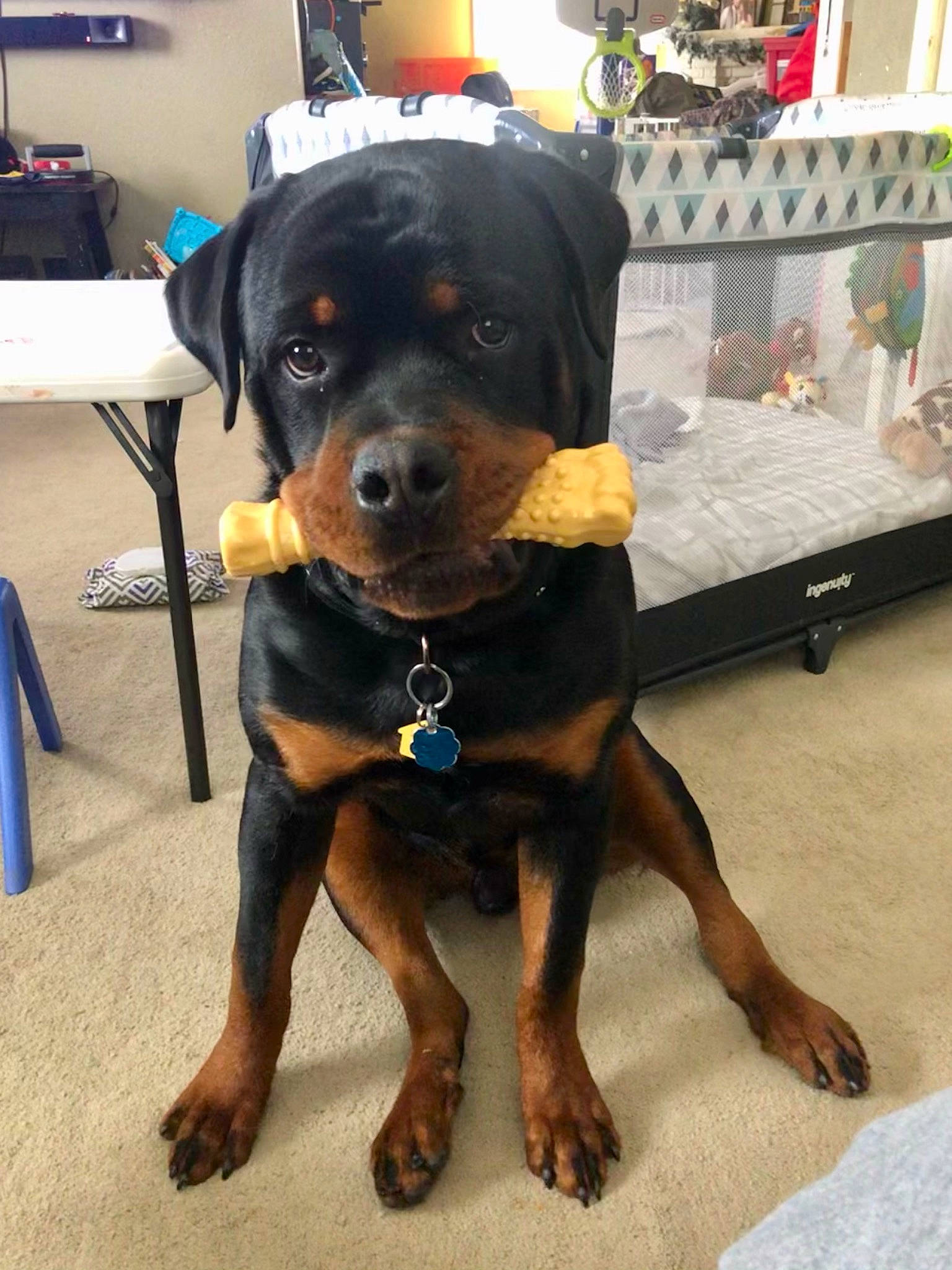 Mack joined the competition — help win amazing prizes! canidae, carnivore, chair, companion_dog, dog, dog_breed, fawn, flooring, foot, fur, guard_dog, molosser, paw, rottweiler, snout, sporting_group, terrestrial_animal, toy_dog, working_animal, working_dog