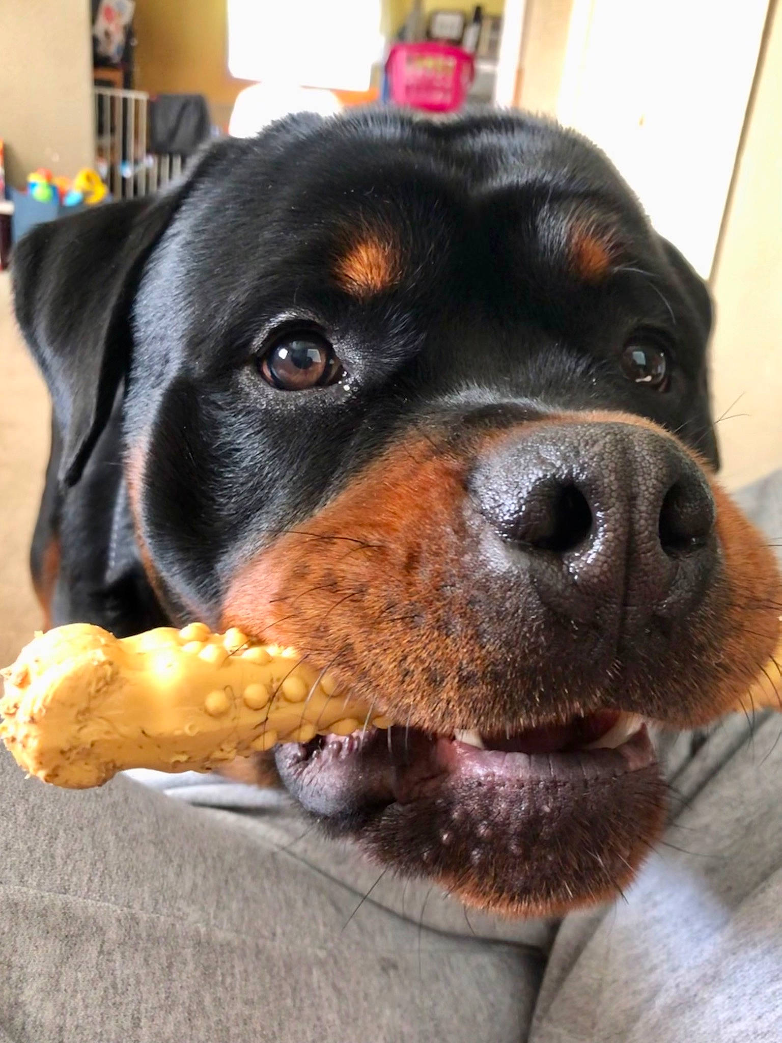 Mack joined the competition — help win amazing prizes! canidae, carnivore, collar, companion_dog, dog, dog_breed, ear, fur, hunting_dog, liver, paw, pet_supply, puppy, recipe, scent_hound, snout, sporting_group, whiskers, working_animal, working_dog