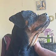 Lola is registered to the contest to win money with this photo: dog, rottweiler, pet, indoor, hand, gaze, black, brown, fur, animal, portrait, domestic, celebration, flower, vase, furniture, wall, decoration, closeup, companion