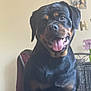 Lola is registered to the contest to win money with this photo: dog, rottweiler, indoor, pet, tongue_out, happy, canine, animal, black_and_tan, portrait, cute, fur, domestic_animal, face, friendly, companion, smiling, mammal, looking_at_camera, household