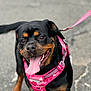 Lola joined the competition — help win amazing prizes! dog, rottweiler, pink_harness, leash, tongue_out, happy, pet, animal, canine, outdoor, closeup, black_and_tan, walking, playful, friendly, mammal, companion, cute, portrait, pavement