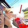 Pixie joined the competition — help win amazing prizes! animal, canine, car, collar, cup, dog, drink, frozen_drink, outdoors, passenger, pet, red_container, road_trip, sitting, sky, small_dog, straw, sunlight, tan_fur, vehicle