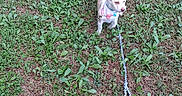 Pixie joined the competition — help win amazing prizes! animal, backyard, brown_patches, canine, collar, dog, garden, grass, ground, harness, leash, nature, outdoor, pet, pointy_ears, portrait, small_dog, standing, weeds, white_dog