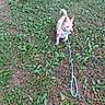 animal, backyard, brown_patches, canine, collar, dog, garden, grass, ground, harness, leash, nature, outdoor, pet, pointy_ears, portrait, small_dog, standing, weeds, white_dog
