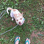 Pixie joined the competition — help win amazing prizes! animal, collar, dog, flip_flops, floppy_ears, grass, ground, happy, leash, looking_up, outdoor, park, pet, photography, playful, puppy, smiling, standing, tail, white_and_brown
