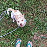 animal, collar, dog, flip_flops, floppy_ears, grass, ground, happy, leash, looking_up, outdoor, park, pet, photography, playful, puppy, smiling, standing, tail, white_and_brown