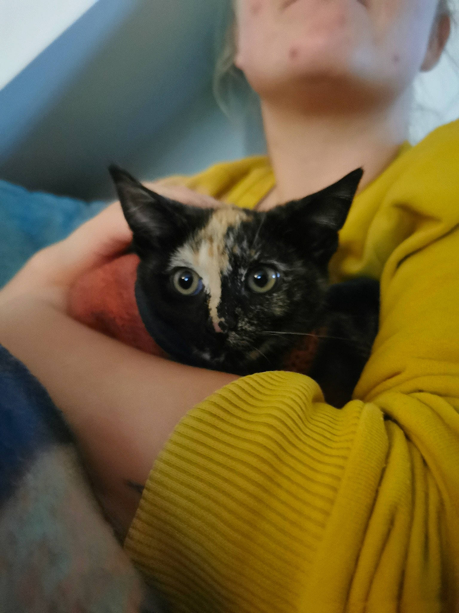 Fig is registered to the contest to win money with this photo: audio_equipment, black_cat, box, carnivore, cat, comfort, domestic_short_haired_cat, ear, eyelash, fawn, felidae, fur, iris, nose, small_to_medium_sized_cats, snout, sunglasses, whiskers