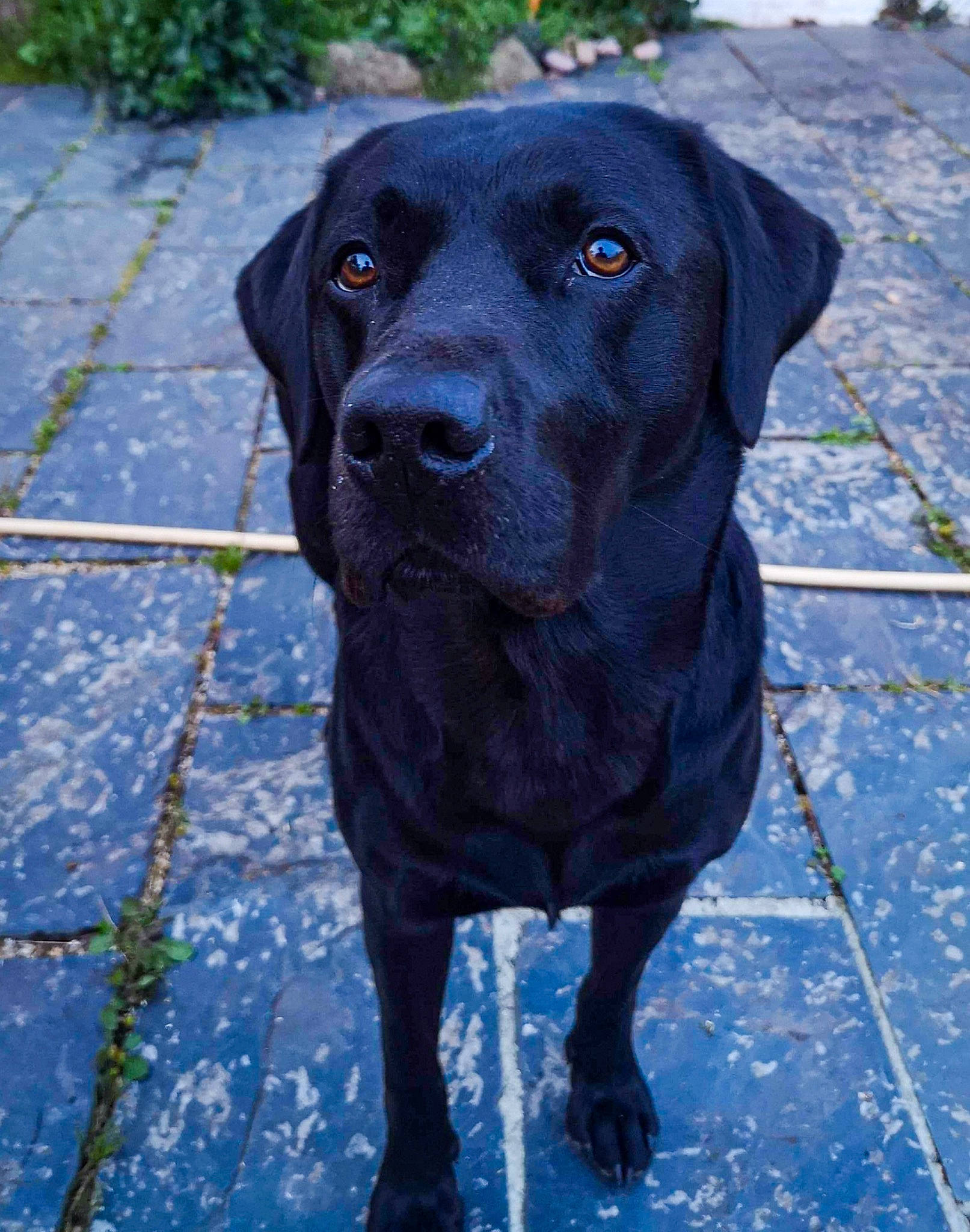 Jack joined the competition — help win amazing prizes! beagador, borador, canidae, carnivore, dog, dog_breed, flat_coated_retriever, gun_dog, hunting_dog, labrador_retriever, mammal, patterdale_terrier, pointing_breed, retriever, snout, sporting_group, vertebrate