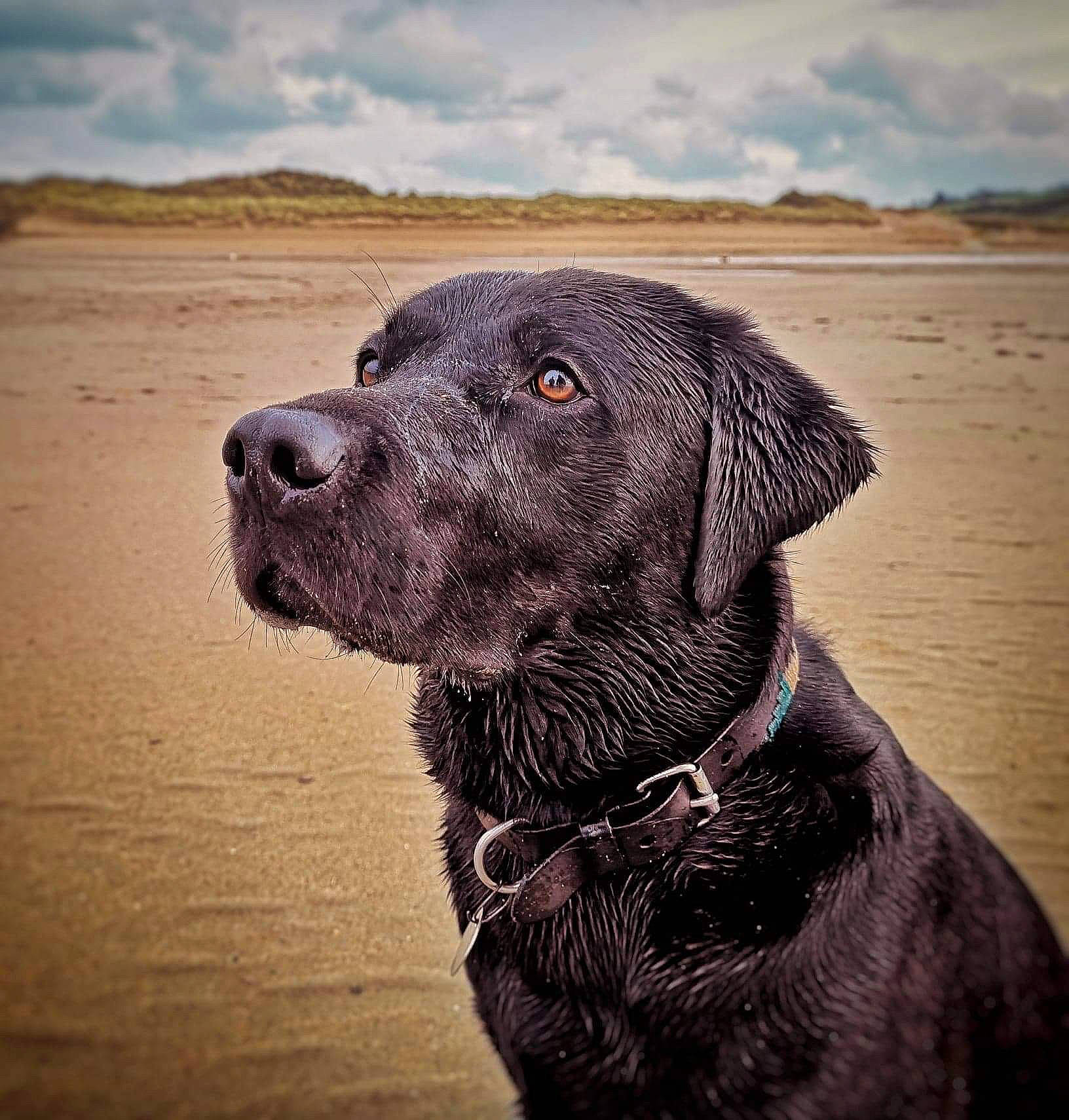 Jack is registered to the contest to win money with this photo: canidae, carnivore, dog, dog_breed, flat_coated_retriever, gun_dog, hunting_dog, labrador_retriever, mammal, photography, pointing_breed, retriever, sky, snout, sporting_group, vertebrate