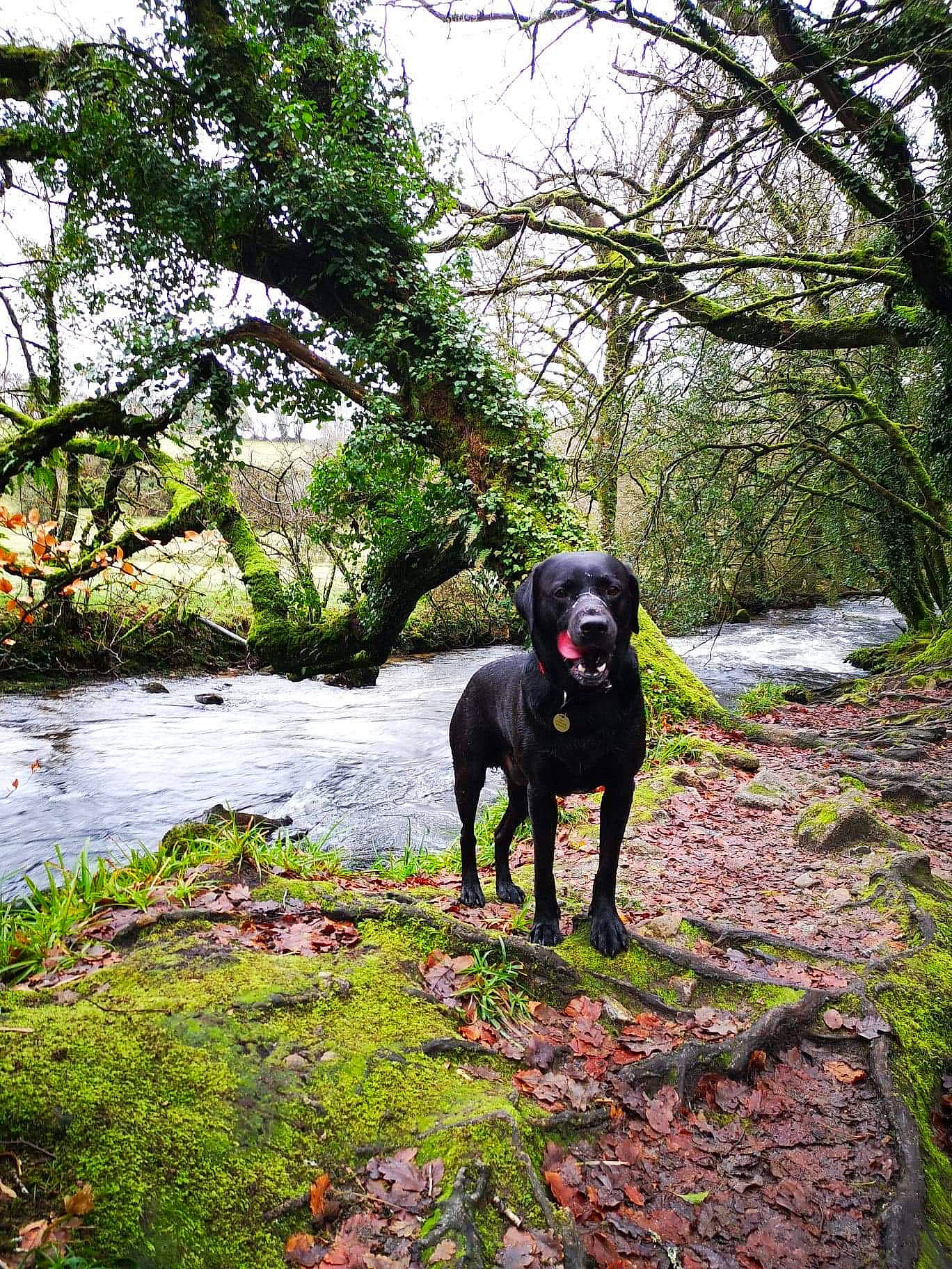Jack is registered to the contest to win money with this photo: adventure, bank, branch, canidae, carnivore, dog, dog_breed, flat_coated_retriever, forest, hunting_dog, labrador_retriever, leaf, plant, pointing_breed, retriever, sporting_group, tree, water, woodland