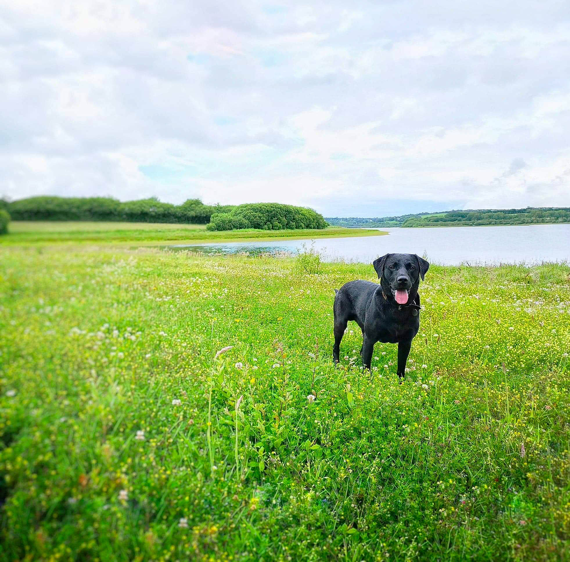 Jack is registered to the contest to win money with this photo: borador, canidae, carnivore, companion_dog, dog, dog_breed, flat_coated_retriever, grass, grassland, guard_dog, hunting_dog, labrador_retriever, mammal, meadow, pasture, patterdale_terrier, plant, retriever, sporting_group, vertebrate