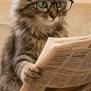Chachoune participe au concours pour gagner de l'argent avec cette photo : cat, kitten, fluffy, gray_tabby, glasses, eyeglasses, newspaper, reading, sitting, toilet, bathroom, indoors, portrait, front_view, green_eyes, fur, whiskers, humorous, pet, domestic_animal