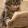 cat, kitten, fluffy, gray_tabby, glasses, eyeglasses, newspaper, reading, sitting, toilet, bathroom, indoors, portrait, front_view, green_eyes, fur, whiskers, humorous, pet, domestic_animal