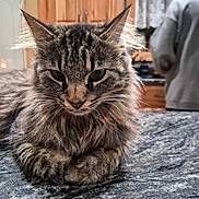 Sassy joined the competition — help win amazing prizes! animal, blurred_background, cat, closeup, countertop, domestic, ears, feline, fluffy, fur, home, indoor, kitchen, marble, person, pet, resting, tabby, whiskers, wooden_cabinets