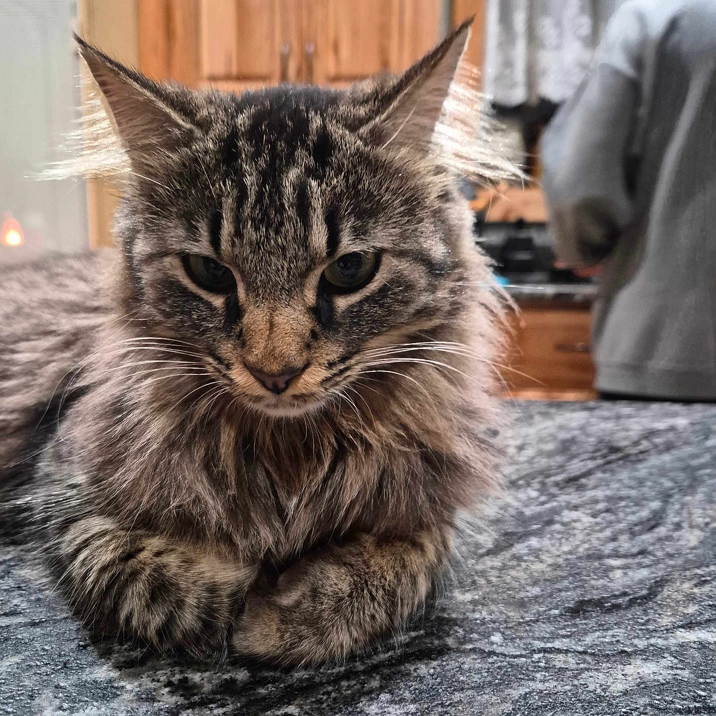 Sassy joined the competition — help win amazing prizes! animal, blurred_background, cat, closeup, countertop, domestic, ears, feline, fluffy, fur, home, indoor, kitchen, marble, person, pet, resting, tabby, whiskers, wooden_cabinets