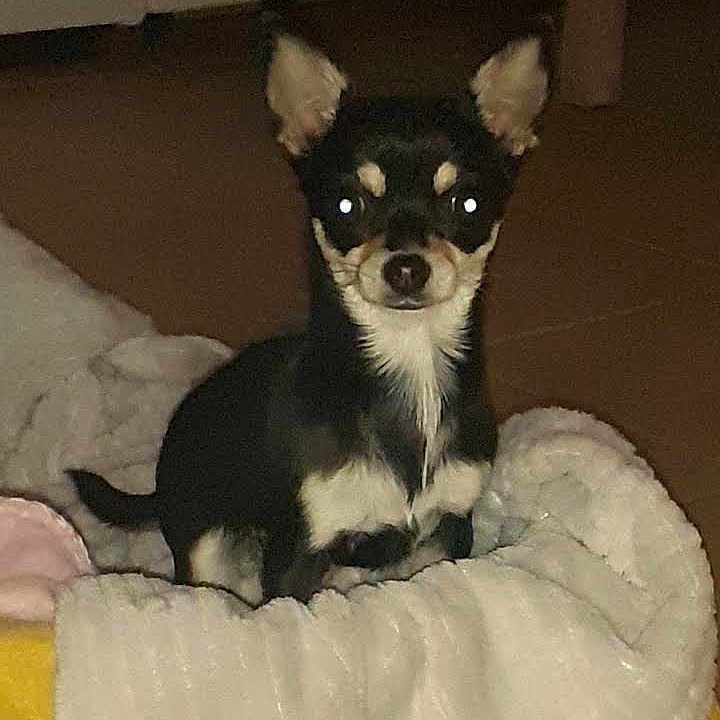 Gaïa participe au concours pour gagner de l'argent avec cette photo : animal, bed, bedroom, canine, chihuahua, cockerspaniel, cushion, dog, electronics, furniture, homedecor, husky, indoors, number, papillon, pet, puppy, room, symbol, text