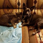 Chiko is registered to the contest to win money with this photo: cat, dog, couch, blanket, indoor, pet, sleeping, snuggling, animal, friendship, cozy, resting, fur, ears, paw, patterned_fabric, brown, gray, black, white