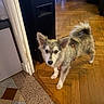 dog, puppy, fluffy, small_dog, pointed_ears, curled_tail, harness, standing, indoors, doorway, wooden_floor, parquet, tile_floor, hallway, home, furniture, black_cabinet, pet, animal, portrait