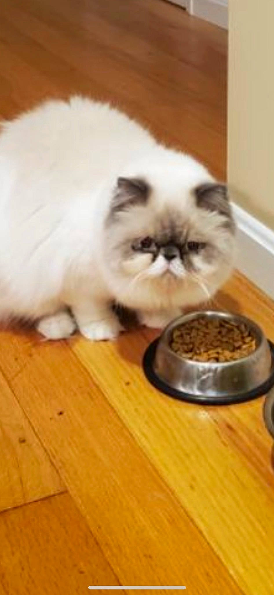 Sir Brisket joined the competition — help win amazing prizes! animal_feed, carnivore, cat, cat_food, cat_supply, fawn, felidae, flooring, food, fur, hardwood, ingredient, pet_food, pet_supply, recipe, small_to_medium_sized_cats, snout, tableware, whiskers, wood