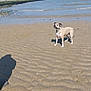 Bandit a rejoint le concours — aidez-le/la à gagner de superbes lots ! dog, beach, sand, water, sea, waves, sky, shadow, sunlight, outdoor, animal, canine, shore, ripples, daytime, nature, coast, calm, summer, vacation
