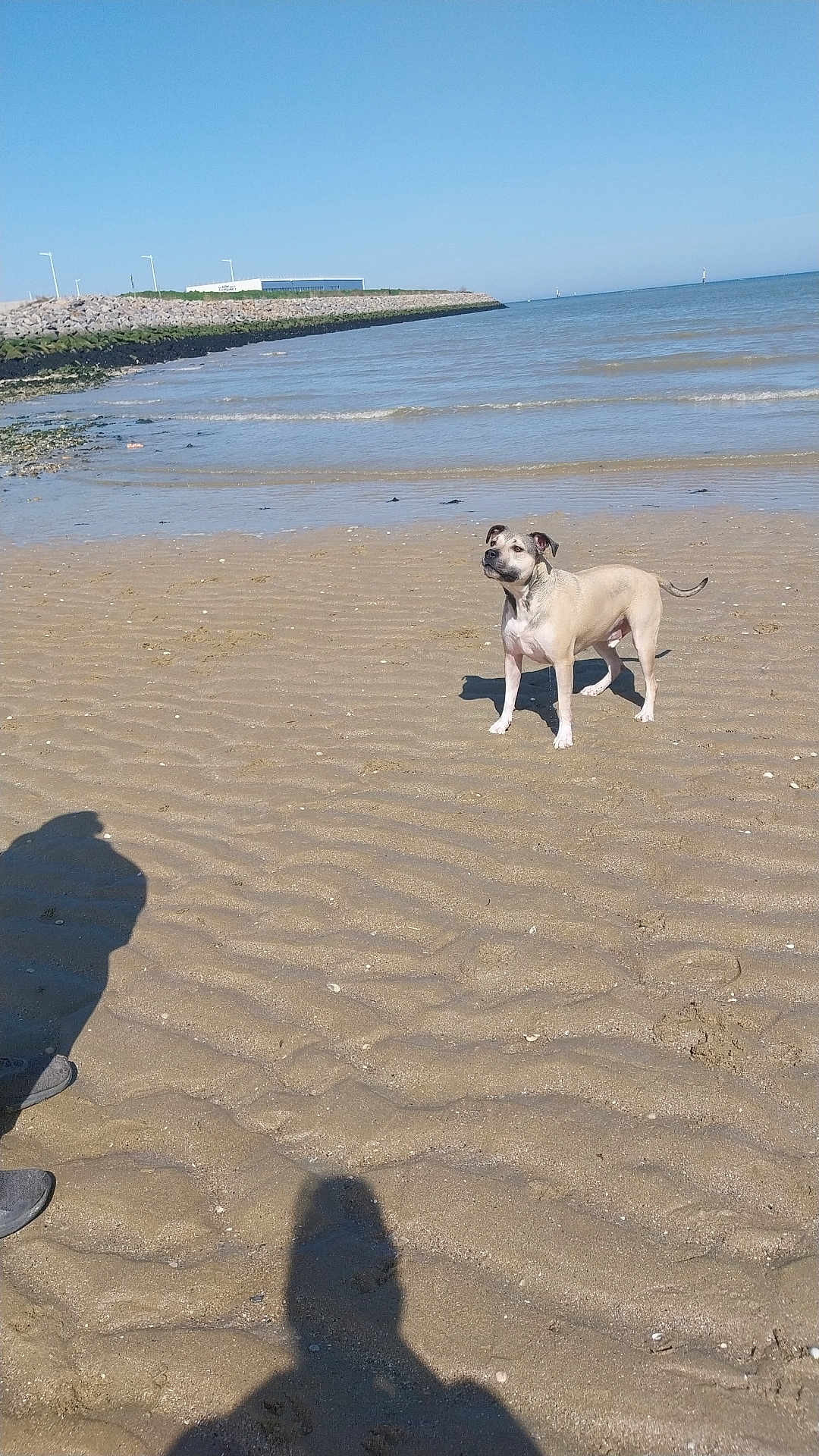 Bandit a rejoint le concours — aidez-le/la à gagner de superbes lots ! dog, beach, sand, water, sea, waves, sky, shadow, sunlight, outdoor, animal, canine, shore, ripples, daytime, nature, coast, calm, summer, vacation