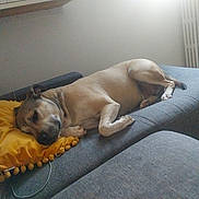 Bandit a rejoint le concours — aidez-le/la à gagner de superbes lots ! dog, couch, pillow, yellow_pillow, resting, indoor, pet, living_room, relaxed, furniture, canine, sleeping, domestic_animal, cozy, home, window_light, grey_couch, animal, nap, comfortable