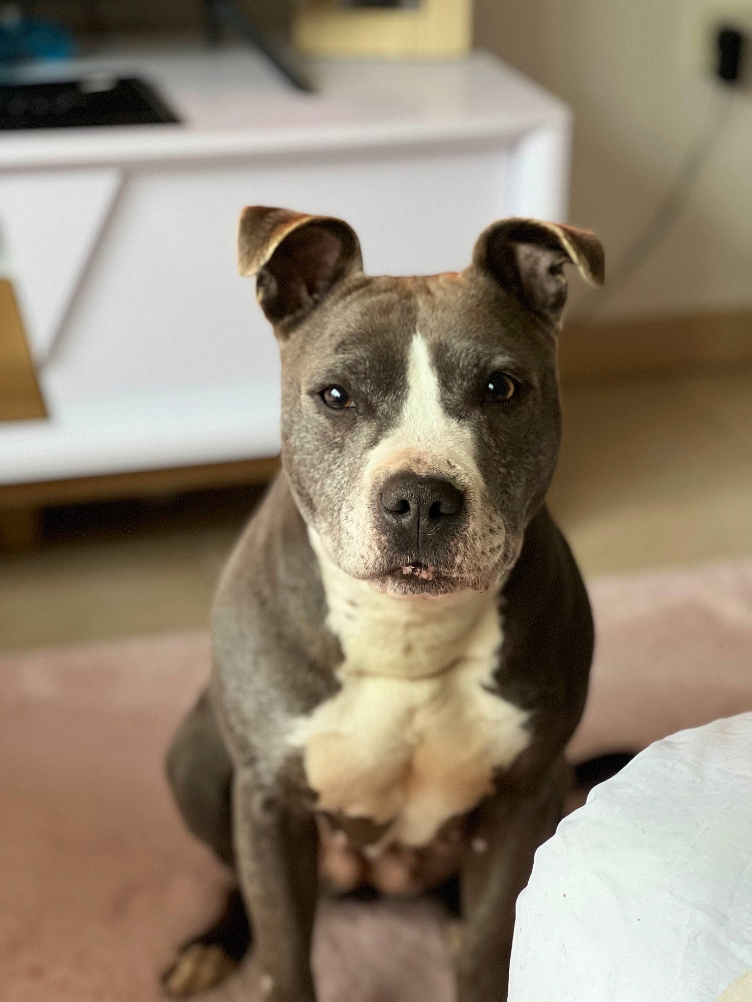 Jkai participe au concours pour gagner de l'argent avec cette photo : ancient_dog_breeds, canidae, carnivore, collar, companion_dog, dog, dog_breed, fawn, molosser, non_sporting_group, snout, sporting_group, terrestrial_animal, whiskers, working_animal, working_dog