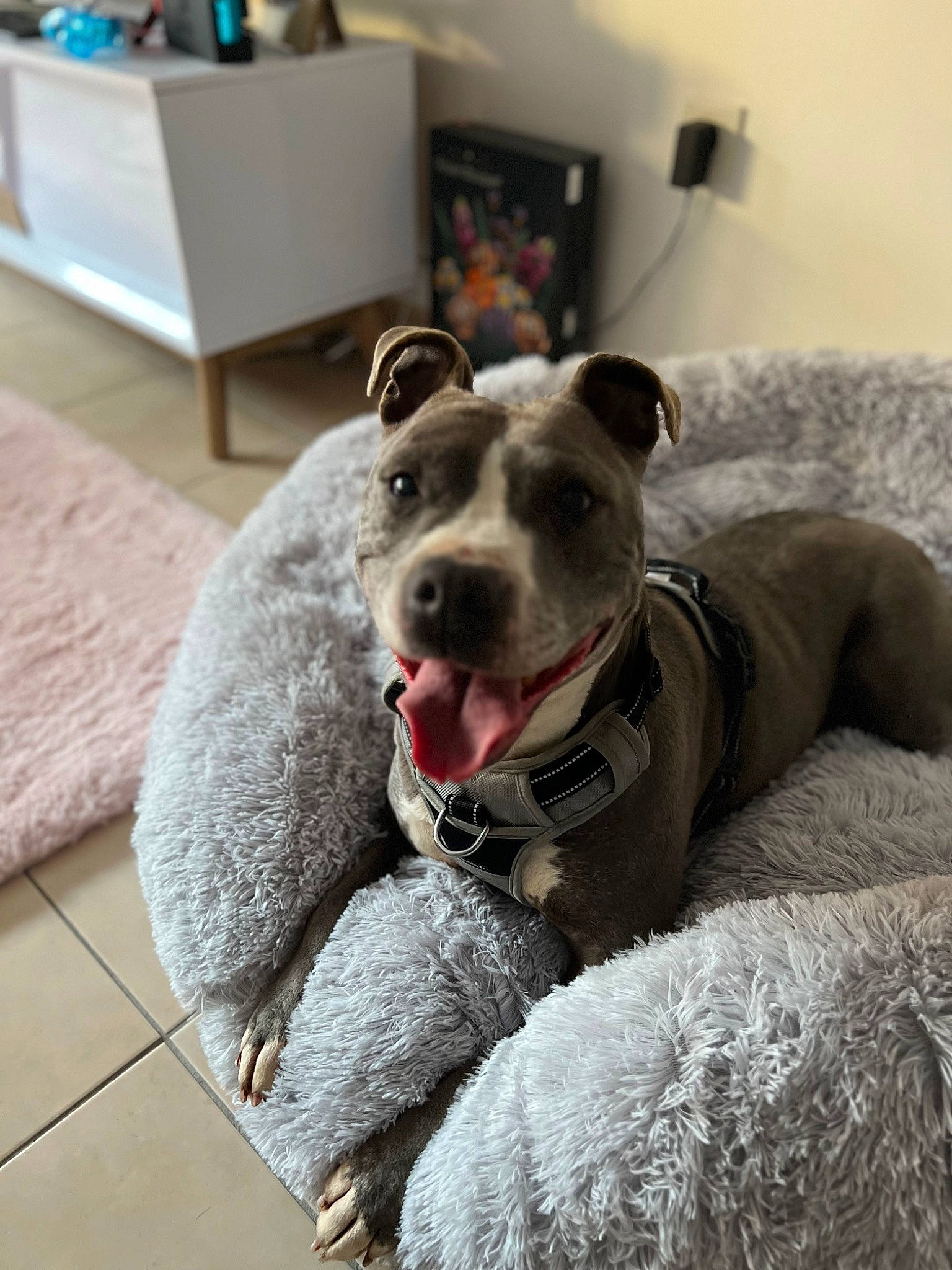 Jkai participe au concours pour gagner de l'argent avec cette photo : canidae, carnivore, chest_of_drawers, collar, comfort, companion_dog, dog, dog_breed, dog_collar, drawer, fawn, flooring, fur, grey, guard_dog, paw, snout, sporting_group, whiskers, working_animal