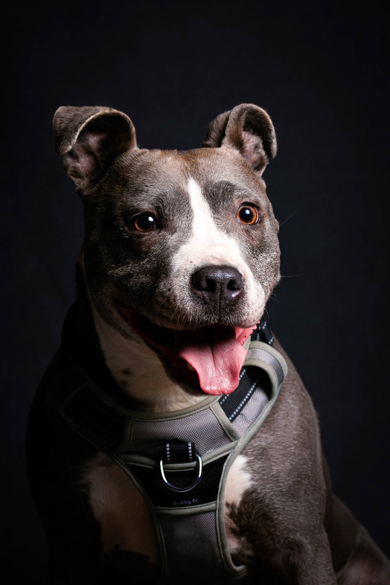 Jkai participe au concours pour gagner de l'argent avec cette photo : canidae, carnivore, collar, companion_dog, darkness, dog, dog_breed, dog_collar, fashion_accessory, non_sporting_group, snout, sporting_group, whiskers, working_animal, working_dog