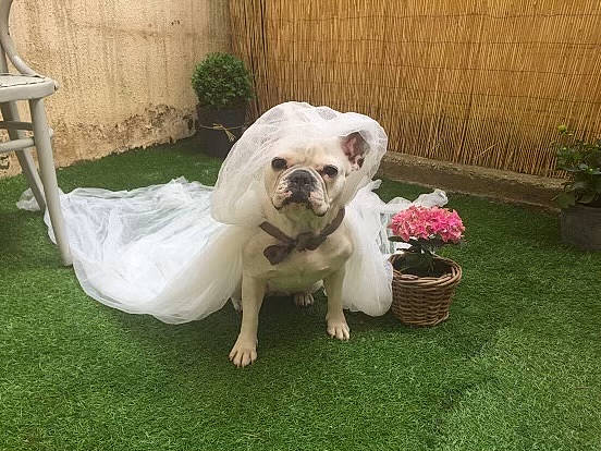 Ganja a rejoint le concours — aidez-le/la à gagner de superbes lots ! annual_plant, canidae, carnivore, collar, companion_dog, dog, dog_breed, fawn, flower, flowerpot, garden, grass, houseplant, mammal, pet_supply, plant, snout, sporting_group, toy_dog, working_animal