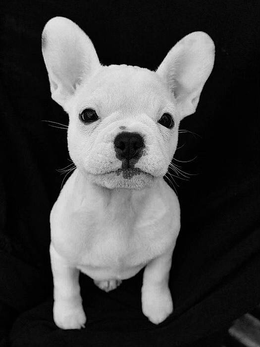 Ganja a rejoint le concours — aidez-le/la à gagner de superbes lots ! canidae, carnivore, companion_dog, dog, dog_breed, ear, english_white_terrier, eye, fawn, grey, head, monochrome, monochrome_photography, old_english_terrier, snout, terrestrial_animal, terrier, toy_dog, whiskers, working_animal