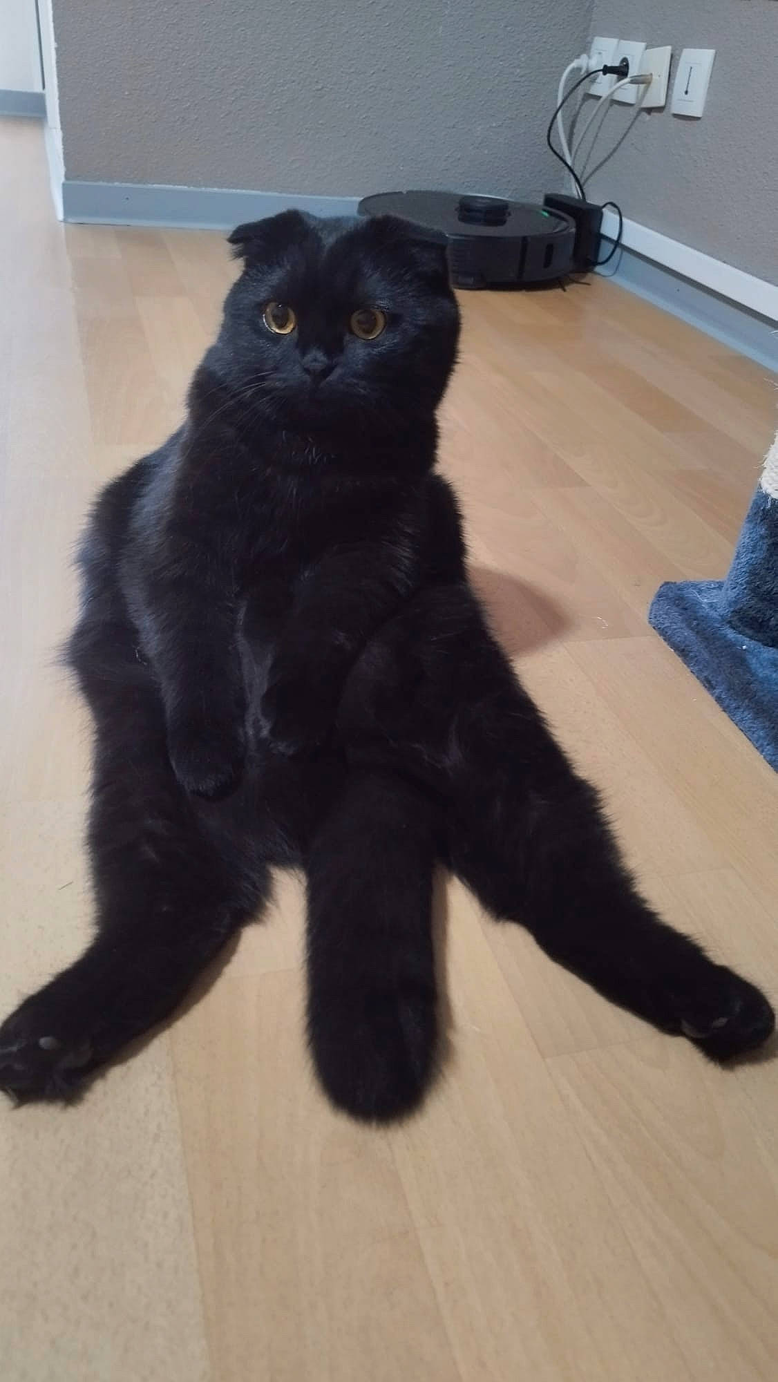 Athena a rejoint le concours — aidez-le/la à gagner de superbes lots ! black_cat, bombay, carnivore, cat, claw, computer_keyboard, domestic_short_haired_cat, electric_blue, felidae, floor, flooring, fur, hardwood, paw, small_to_medium_sized_cats, snout, tail, terrestrial_animal, whiskers, wood_flooring