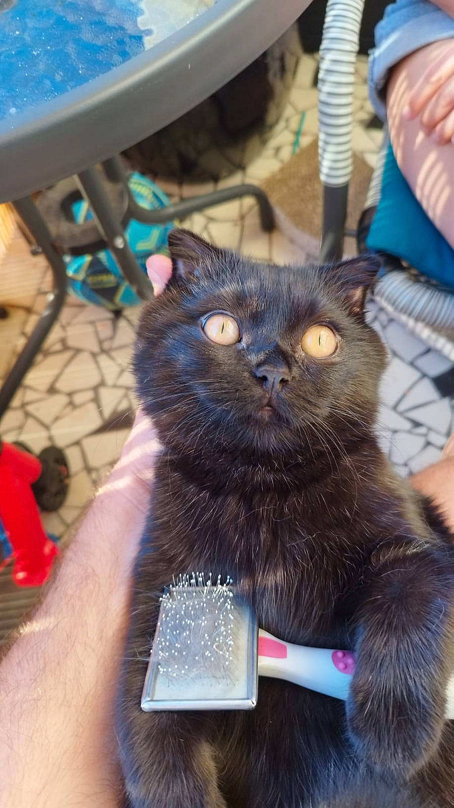 Athena participe au concours pour gagner de l'argent avec cette photo : black_cat, blue, bombay, carnivore, cat, claw, domestic_short_haired_cat, electric_blue, fashion_accessory, felidae, fur, gesture, nail, small_to_medium_sized_cats, snout, tail, whiskers