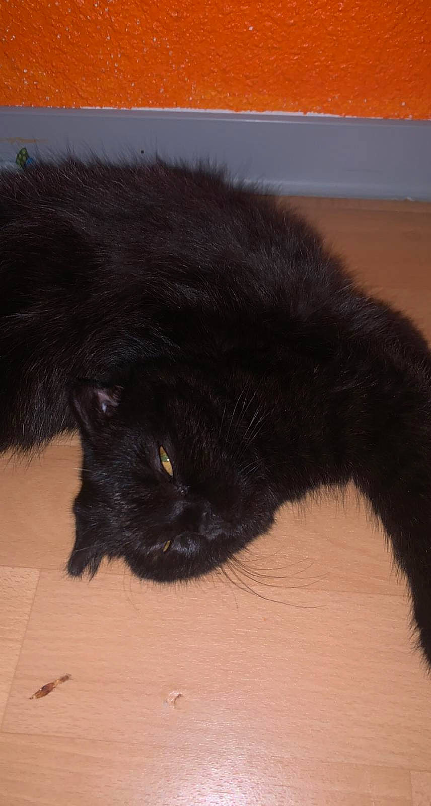 Athena a rejoint le concours — aidez-le/la à gagner de superbes lots ! black_cat, bombay, carnivore, cat, claw, dog_breed, felidae, foot, fur, small_to_medium_sized_cats, snout, tail, terrestrial_animal, whiskers