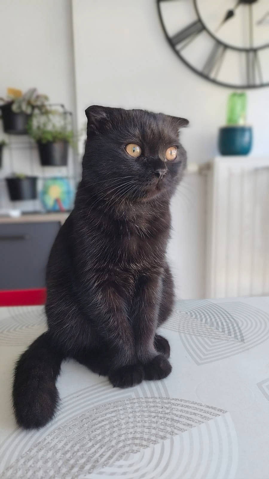 Athena participe au concours pour gagner de l'argent avec cette photo : black_cat, bombay, carnivore, cat, chartreux, claw, domestic_short_haired_cat, felidae, fur, grey, houseplant, paw, plant, room, small_to_medium_sized_cats, snout, tail, terrestrial_animal, whiskers, window