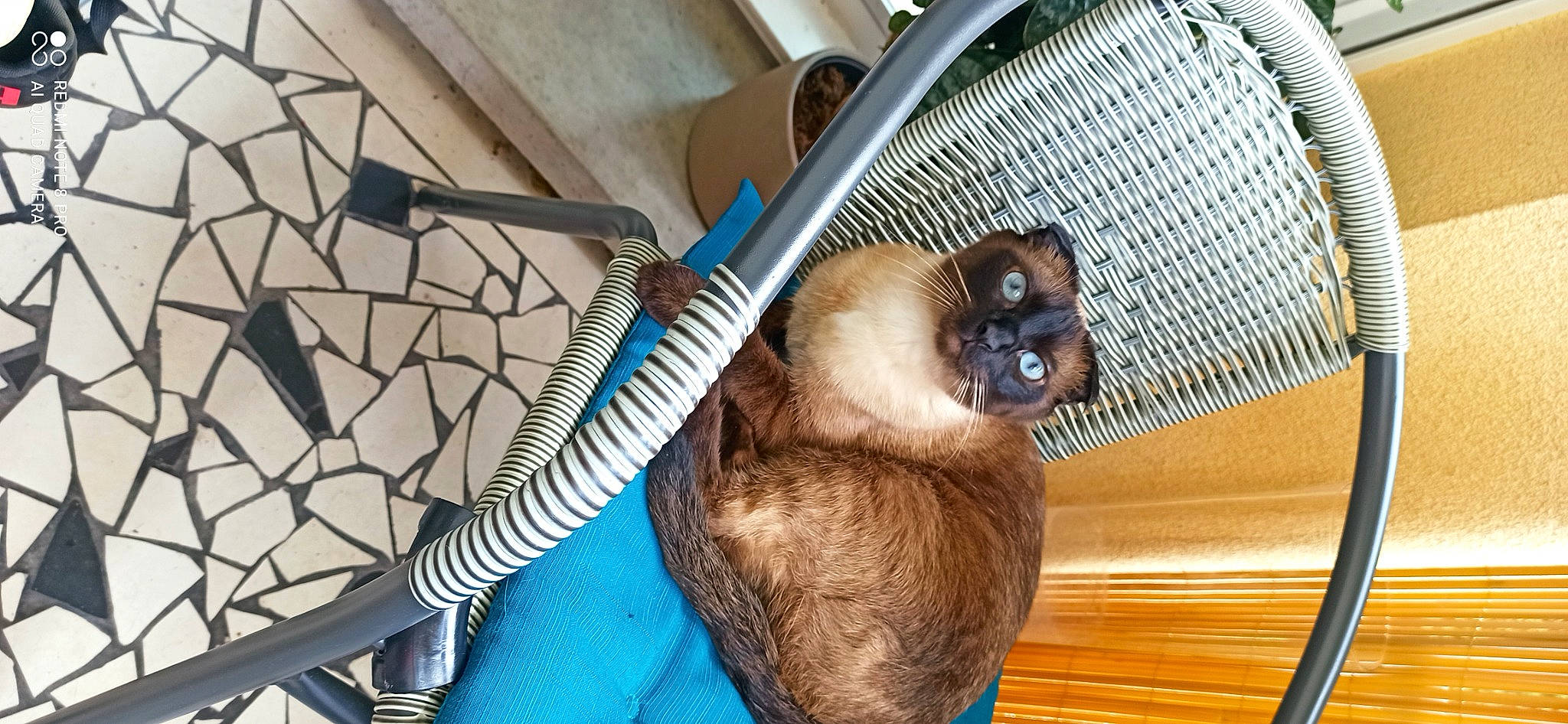 Floki participe au concours pour gagner de l'argent avec cette photo : animal_shelter, cage, carnivore, cat, comfort, dog_breed, domestic_short_haired_cat, electric_blue, fawn, felidae, ferret, fur, metal, pet_supply, siamese, small_to_medium_sized_cats, snout, tail, whiskers, wood