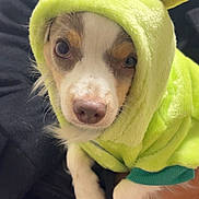 Little Bit joined the competition — help win amazing prizes! dog, puppy, pet, costume, hood, green, cute, animal, face, ears, person, hand, clothing, indoor, closeup, fur, looking, expression, holding, portrait