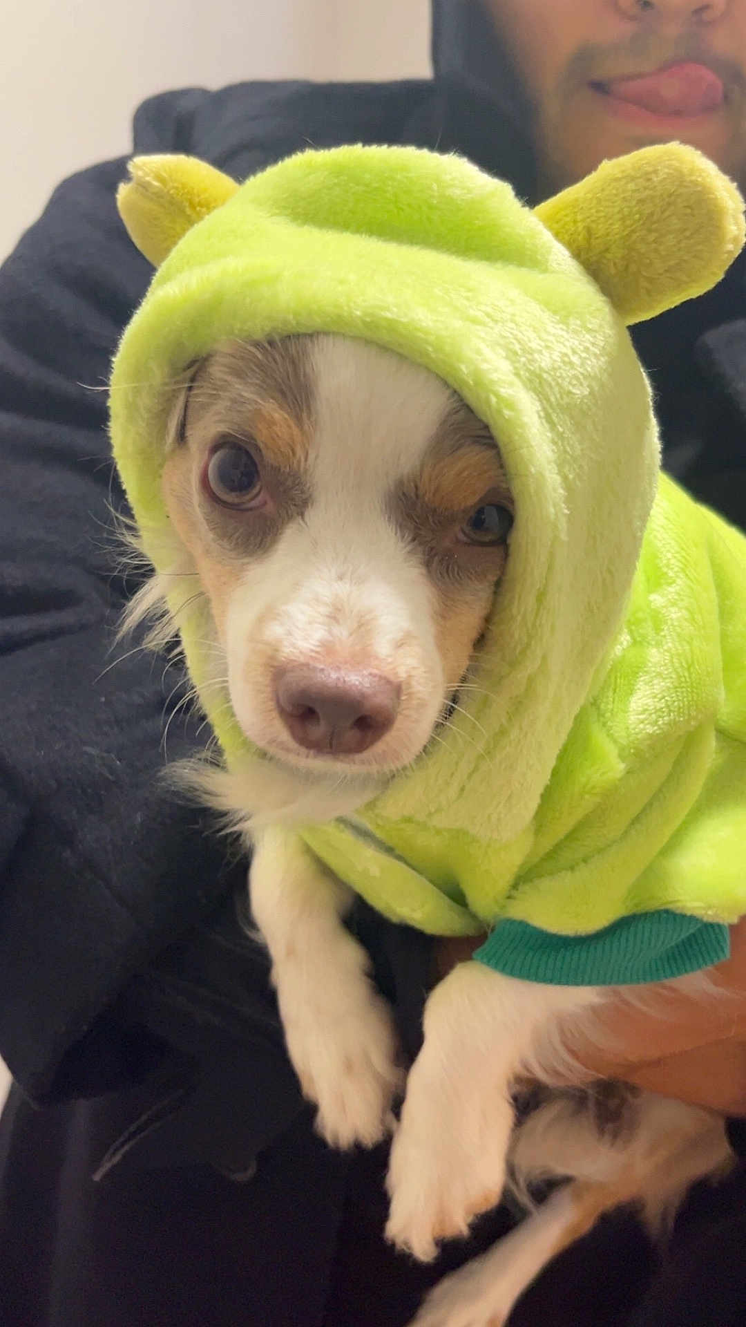 Little Bit joined the competition — help win amazing prizes! dog, puppy, pet, costume, hood, green, cute, animal, face, ears, person, hand, clothing, indoor, closeup, fur, looking, expression, holding, portrait