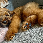 Bear is registered to the contest to win money with this photo: puppy, dog, brown, fluffy, paw, carpet, slipper, cute, pet, animal, lying_down, indoor, cozy, soft, fur, closeup, portrait, relaxed, nose, ears