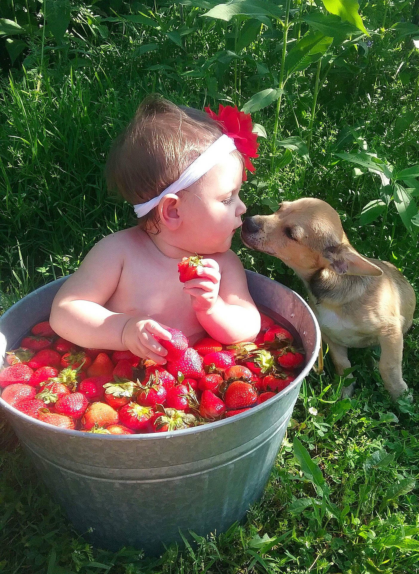 Kendra is registered to the contest to win money with this photo: child, dog_like_mammal, eating, food, fruit, garden, grass, local_food, person, plant, play, produce, toddler