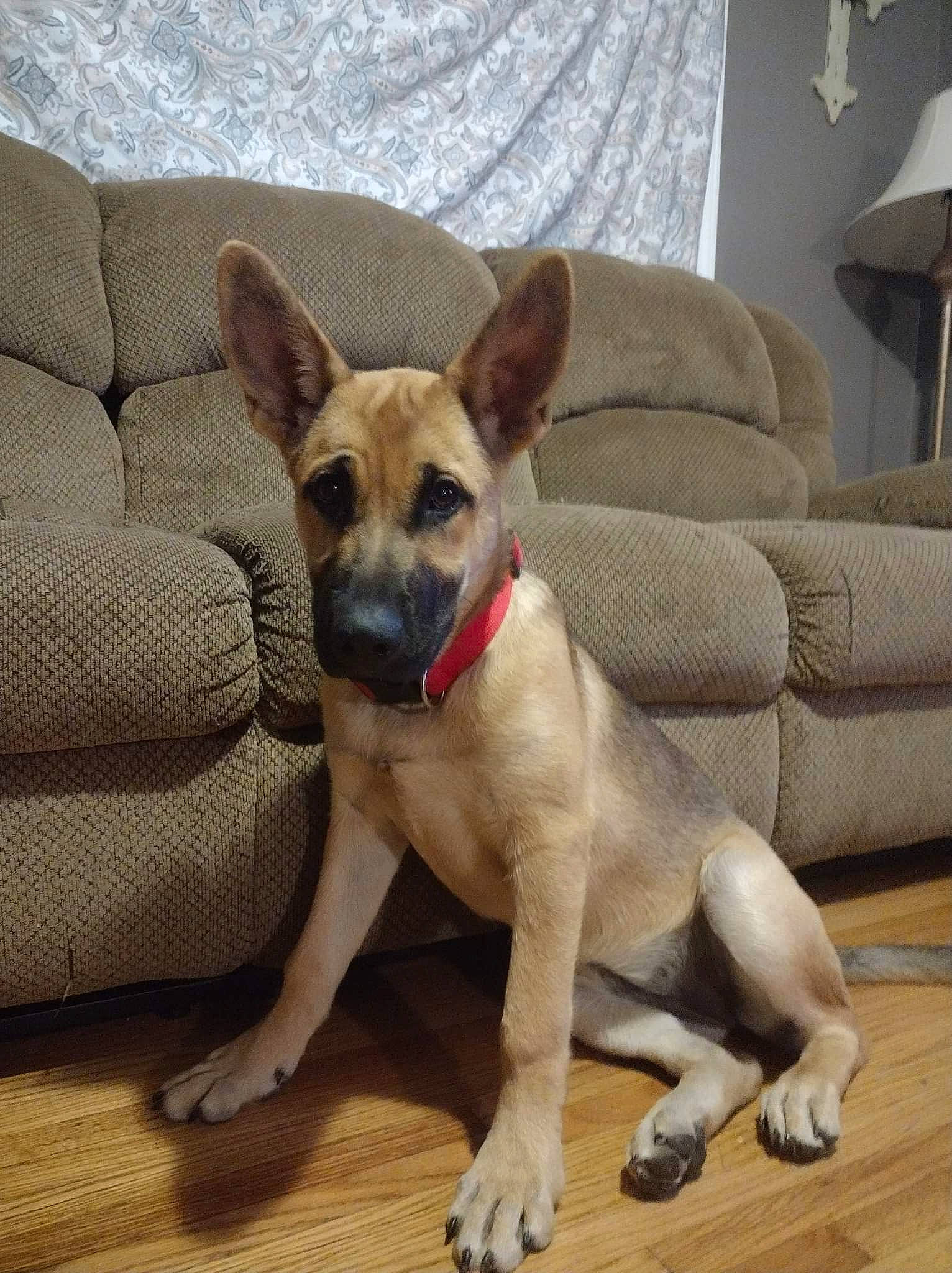 Sasha is registered to the contest to win money with this photo: carnivore, chihuahua, collar, comfort, companion_dog, couch, dog, dog_breed, dog_supply, fawn, flooring, lamp, paw, pet_supply, snout, sporting_group, tail, toy_dog, whiskers, working_animal