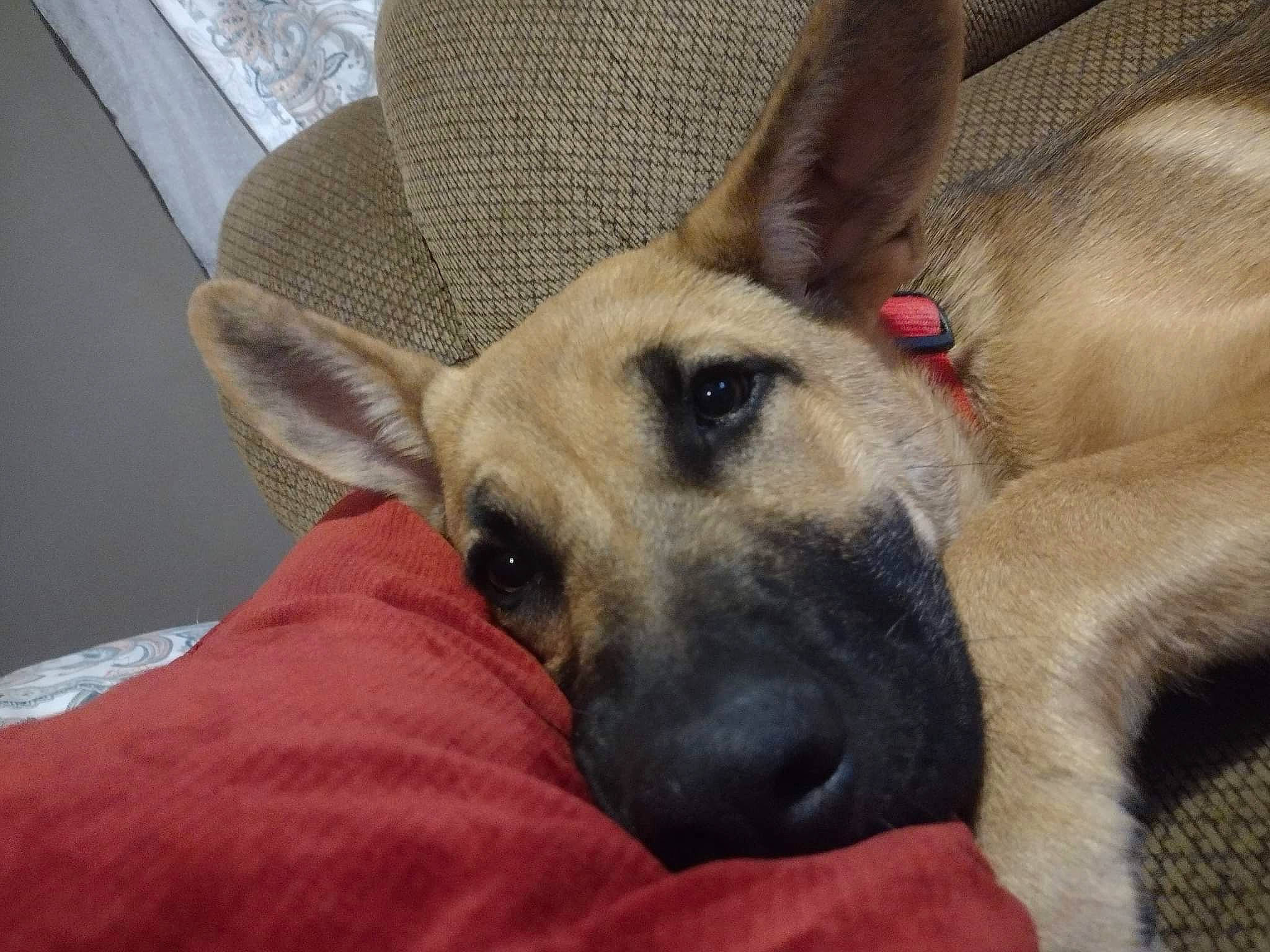 Sasha is registered to the contest to win money with this photo: canidae, carnivore, comfort, companion_dog, dog, dog_bed, dog_breed, dog_supply, ear, fawn, fur, german_shepherd_dog, guard_dog, jaw, paw, snout, sporting_group, terrestrial_animal, whiskers, working_animal